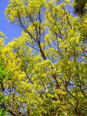 公園の晩春の楠木と青空