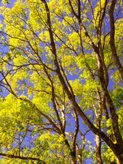 公園の晩春の楠木と青空