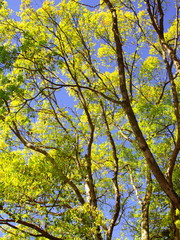 公園の晩春の楠木と青空