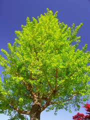 公園の芽吹きの銀杏の木