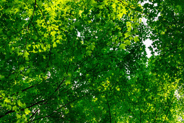 Fototapeta na wymiar forest tree leaf canopy in summer