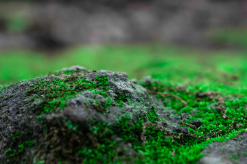 mossy rock in spring