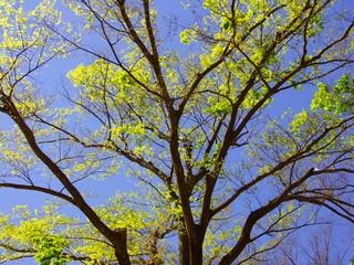 青空と芽吹きの欅