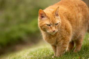 cat on grass