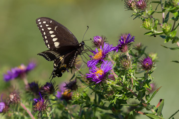 Fototapeta na wymiar Black swallowtail butterfly feeding on a New England aster flower. 