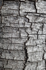 Tree Bark