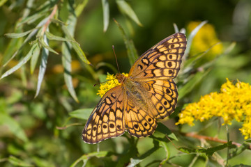 Tawny emperor butterfly feeding on a goldenrod flower. 