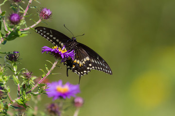 Black swallowtail butterfly feeding on a New England aster flower. 
