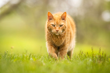 cat in the grass