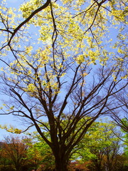 逆光の公園の欅と青空