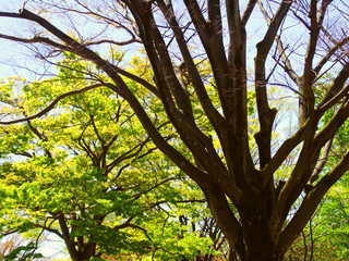 公園の朝の欅風景