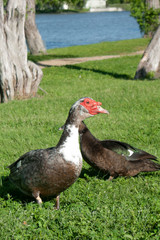 duck in the field