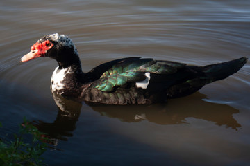 Fototapeta premium wild duck in the water