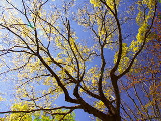 逆光の公園の欅と青空