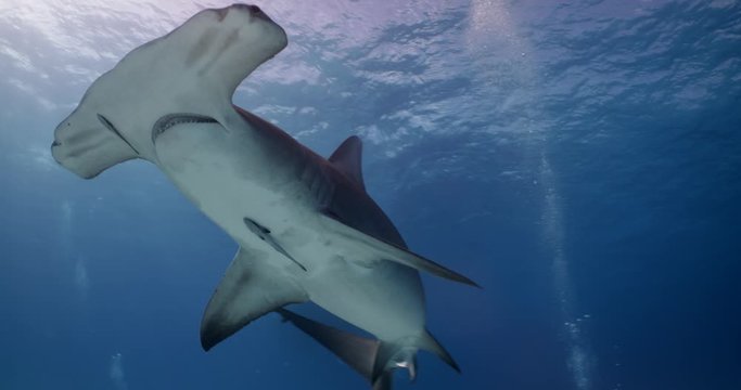 Great Hammerhead shark is a solitary predator often found in shallow water.