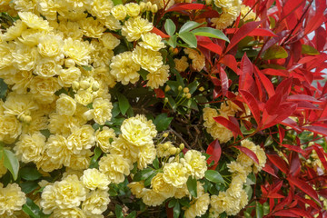 春に咲いた黄色のモッコウバラと赤いカナメの葉