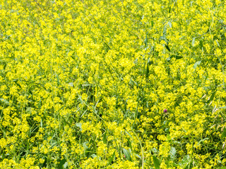 background wallpaper-hillside full of delicate sunny yellow flowers in California