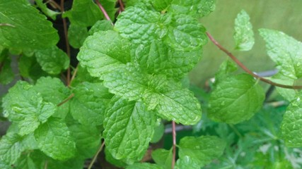 fresh mint leaves