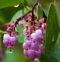 Manzanita Pink Flowers