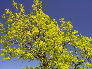 柿の木の若葉と青空