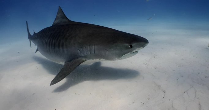 Tiger shark is an apex predator in the ocean