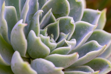 close up of succulent plant