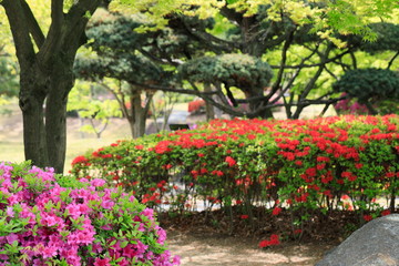 Fototapeta na wymiar 철쭉꽃이 보이는 아름다운 봄풍경