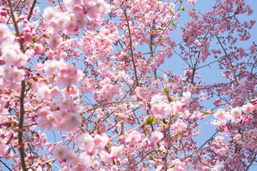 Cherry Blossoms