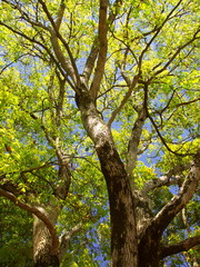 春の公園の楠木と青空