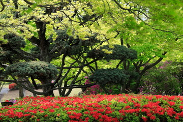 철쭉꽃이 보이는 아름다운 봄풍경