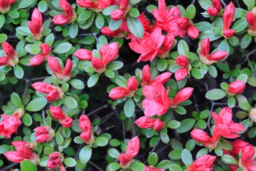 Fotobehang Fluor Roze 철쭉꽃이 보이는 아름다운 봄풍경  © 재봉 황