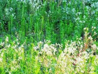 日本の田舎の風景　6月　野の花　ヒメジョオン