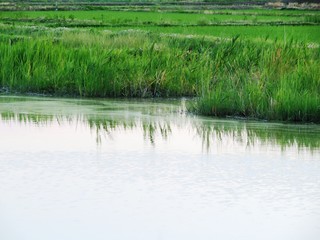 日本の田舎の風景　6月　水辺夕景