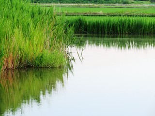 Obraz premium 日本の田舎の風景 6月 水辺夕景