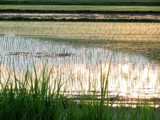 日本の田舎の風景　6月　田植え夕景水鏡