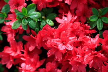 Obraz na płótnie Canvas 철쭉꽃이 보이는 아름다운 봄풍경