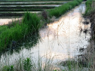 日本の田舎の風景　6月　田植え夕景水鏡