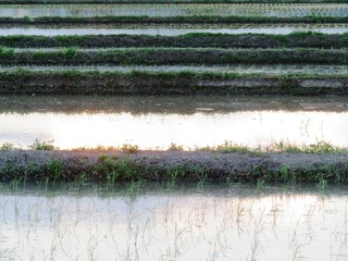 日本の田舎の風景　6月　田植え夕景水鏡