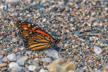 Monarch Butterfly puddling on a gravel beach 