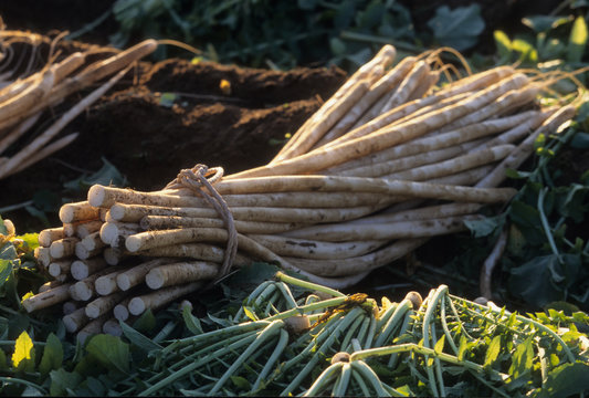 「守口大根」の写真素材 13件の無料イラスト画像 Adobe Stock