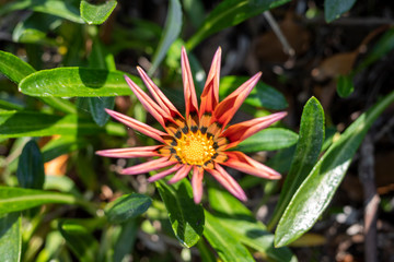 yellow & red flower and bee