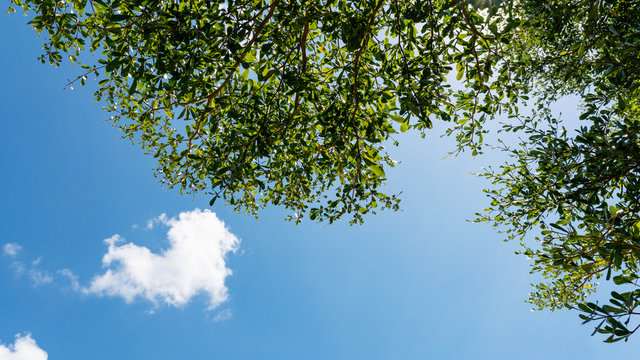 Trees branches frame beautiful green leaves against clear blue sky and heart clouds image for nature background and spring nature design.