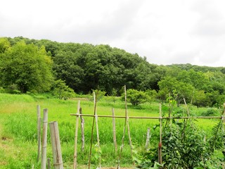 Fototapeta na wymiar 日本の田舎の風景　6月　シオカラトンボ