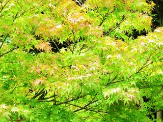 日本の田舎の風景　6月　もみじ