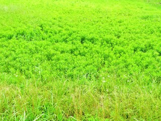 Fototapeta na wymiar 日本の田舎の風景　6月　初夏の草叢