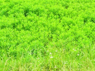 日本の田舎の風景　6月　初夏の草叢