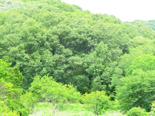 Obraz premium 日本の田舎の風景 6月 初夏の山