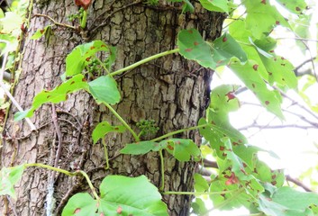 日本の田舎の風景　6月　野の花　野ぶどう