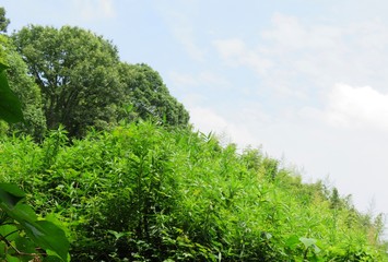 Fototapeta na wymiar 日本の田舎の風景　6月　初夏の山