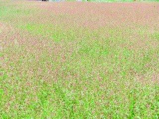 日本の田舎の風景　6月　野の花　タデ